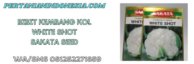 white shot,sakata seed,kembang kol,sakata,bibit kembang kol